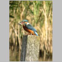 2014 3rd Derrick Stow- kingfisher